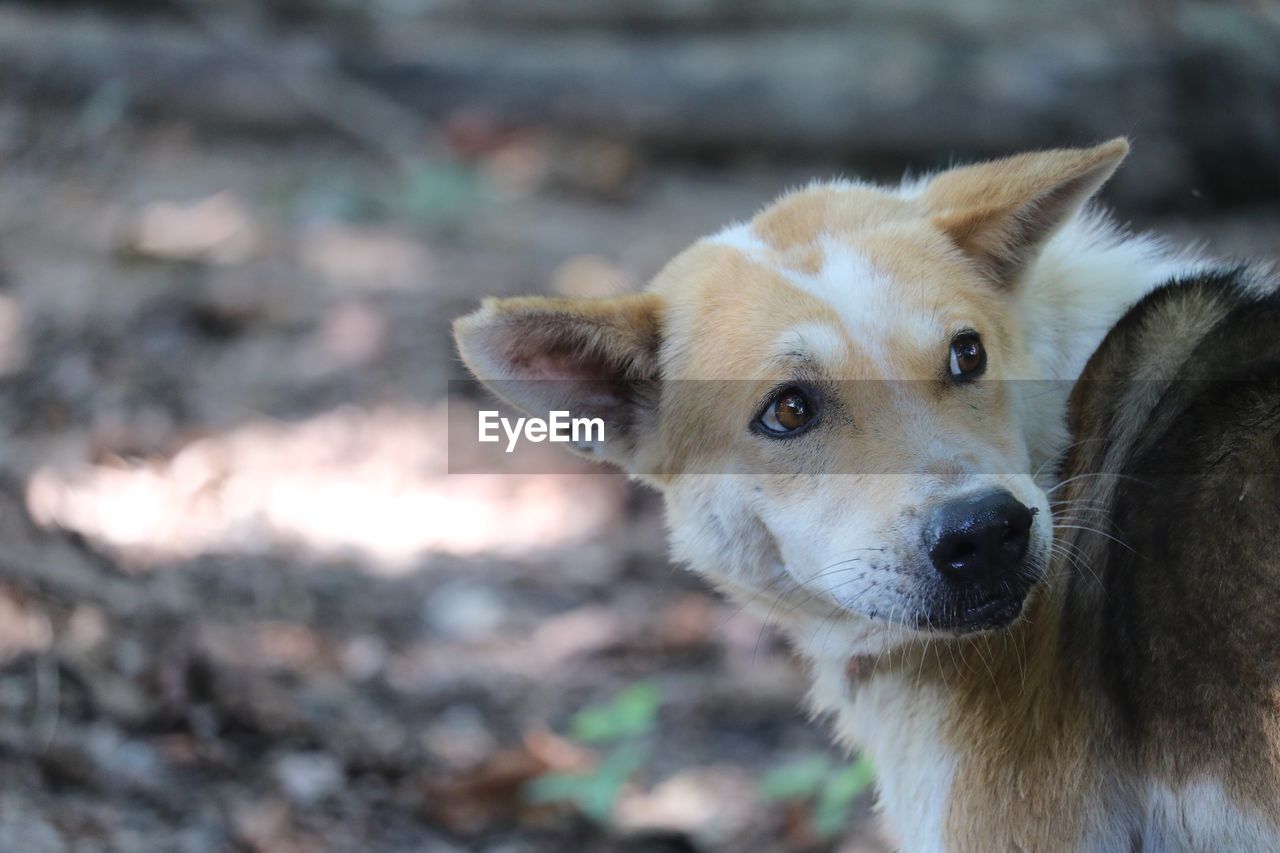 PORTRAIT OF DOG OUTDOORS