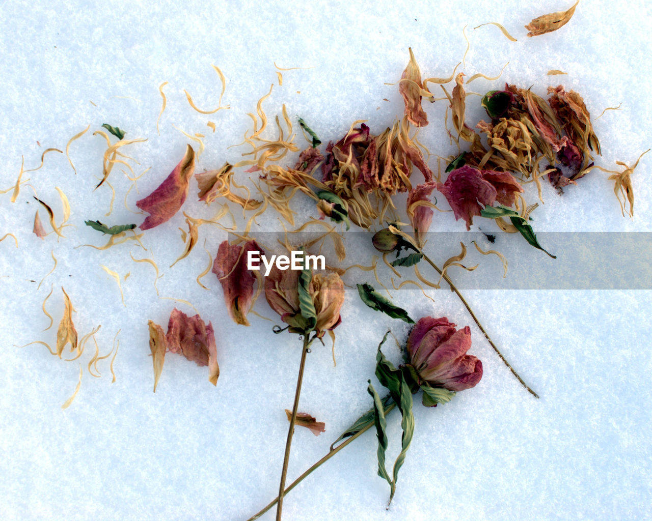 Close-up of dried flowers on snow