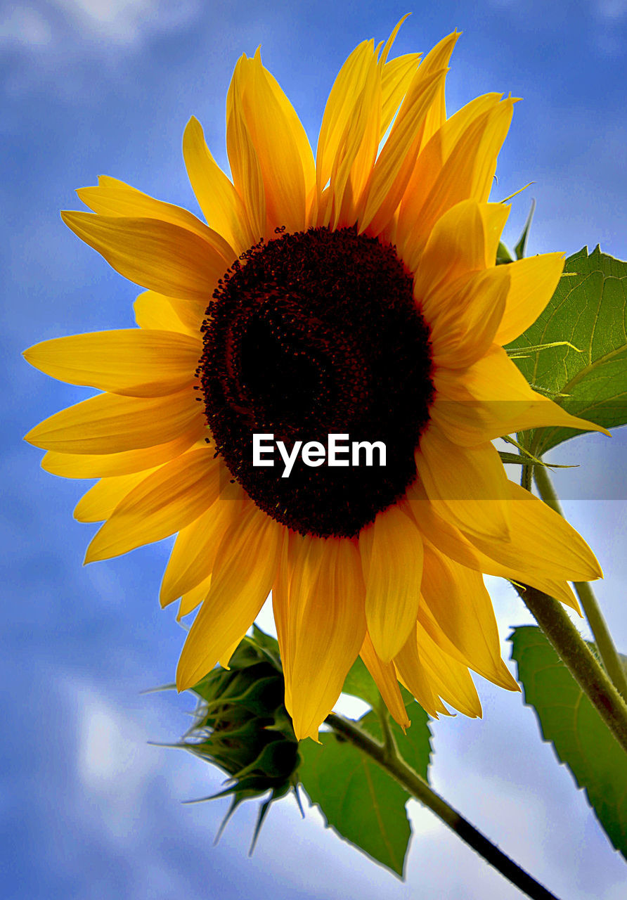 CLOSE-UP OF FRESH SUNFLOWER AGAINST SKY