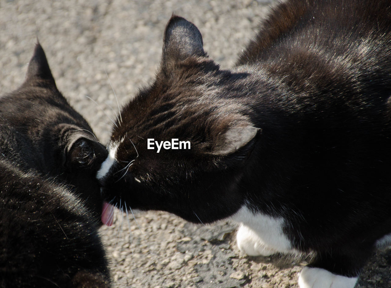 HIGH ANGLE VIEW OF A BLACK CAT