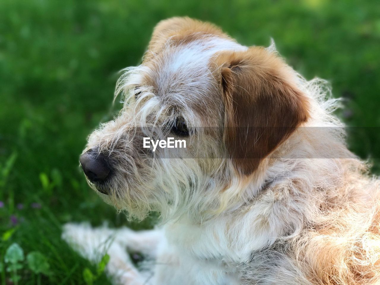 CLOSE-UP OF DOG ON GRASS