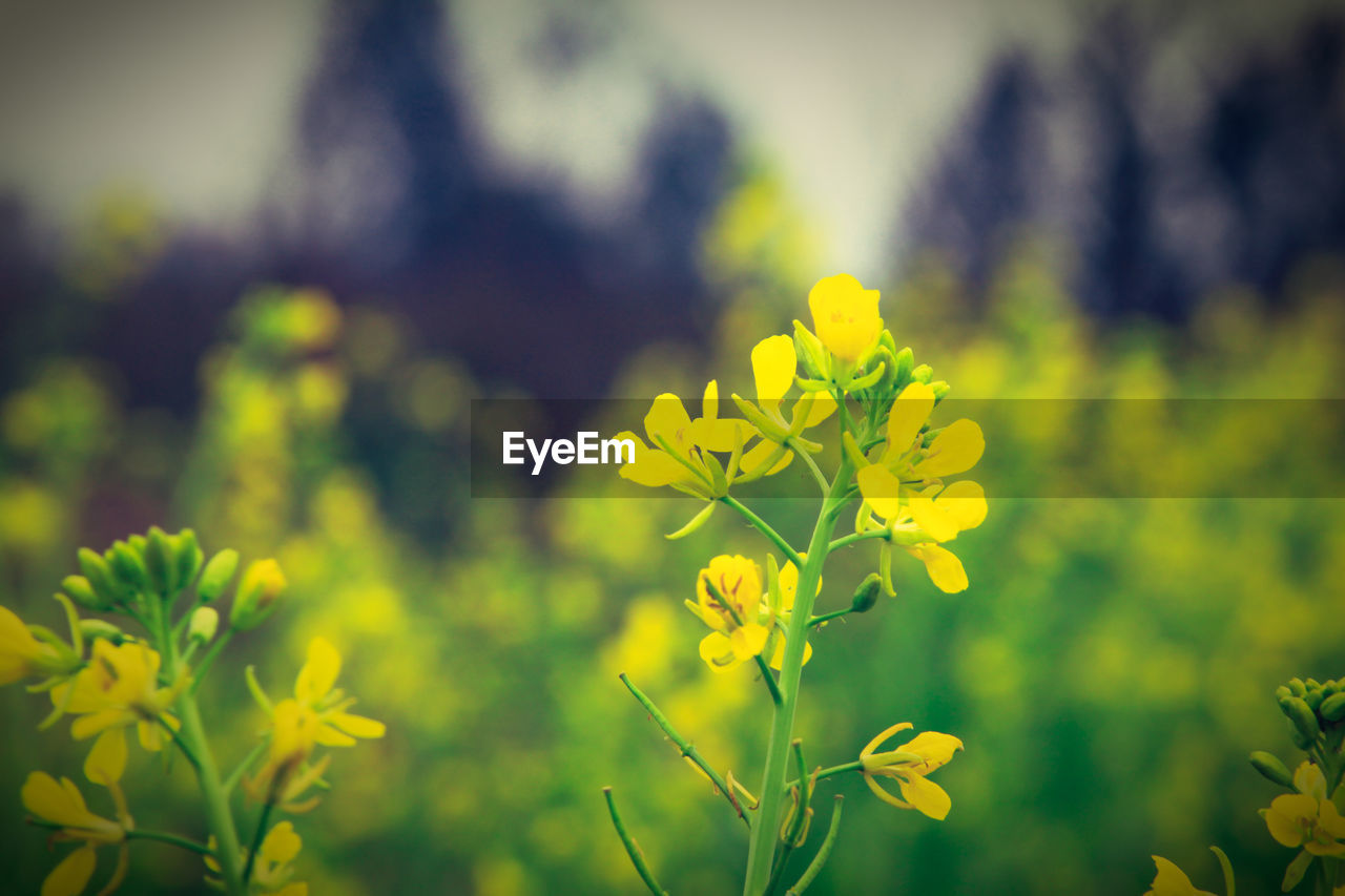 YELLOW FLOWERS BLOOMING OUTDOORS