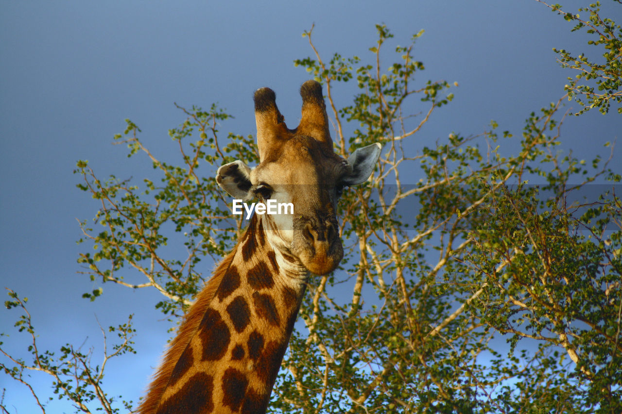 Low angle view of giraffe against trees