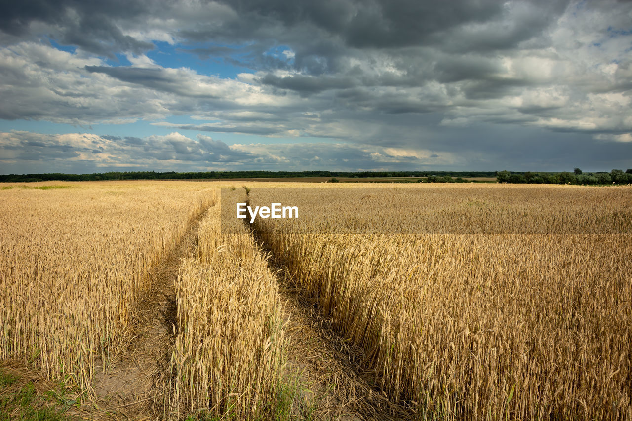 Traces of wheels in cereal, horizon and clouds on a blue sky, rural view