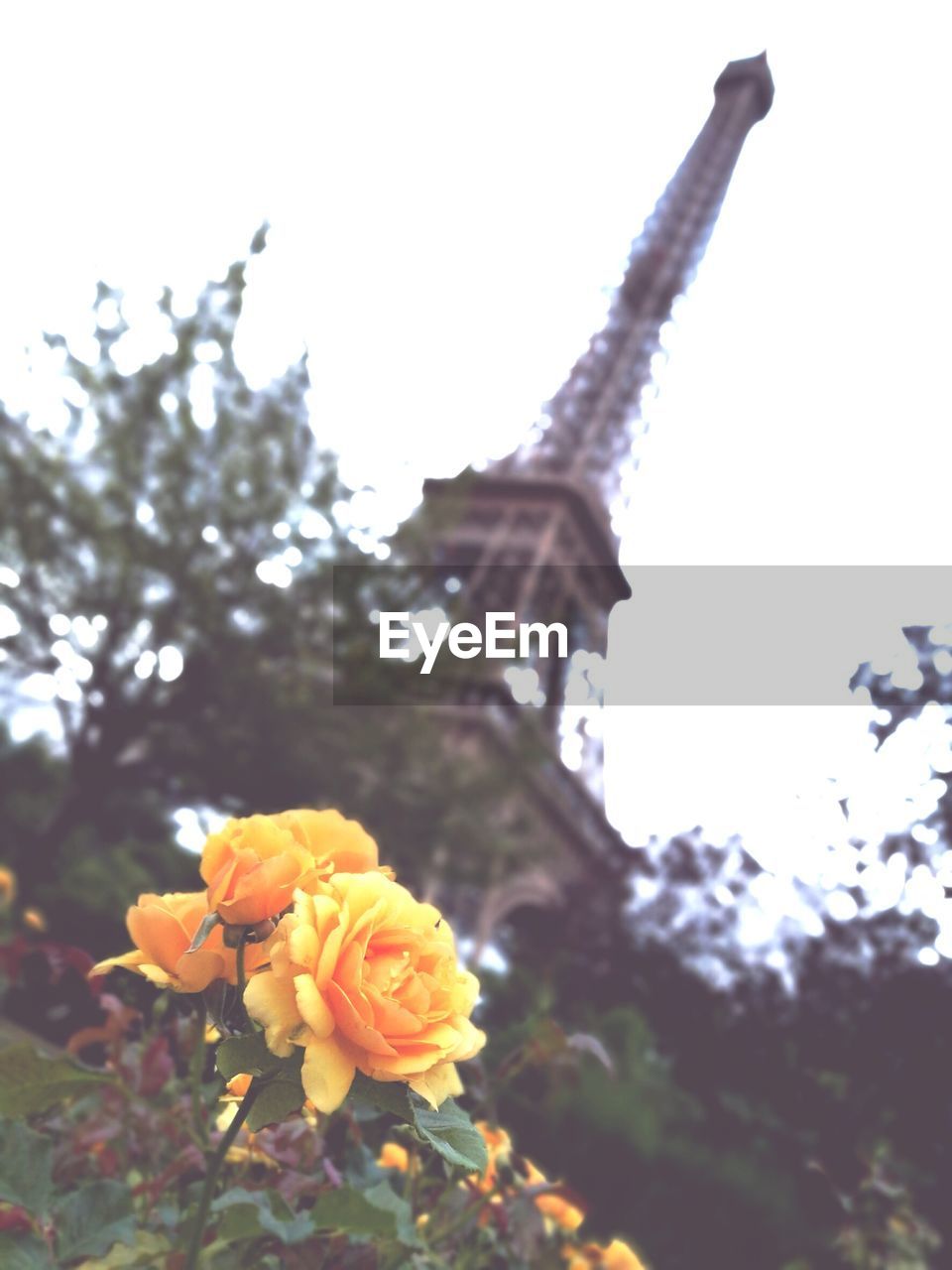 LOW ANGLE VIEW OF FLOWERS BLOOMING ON TREE