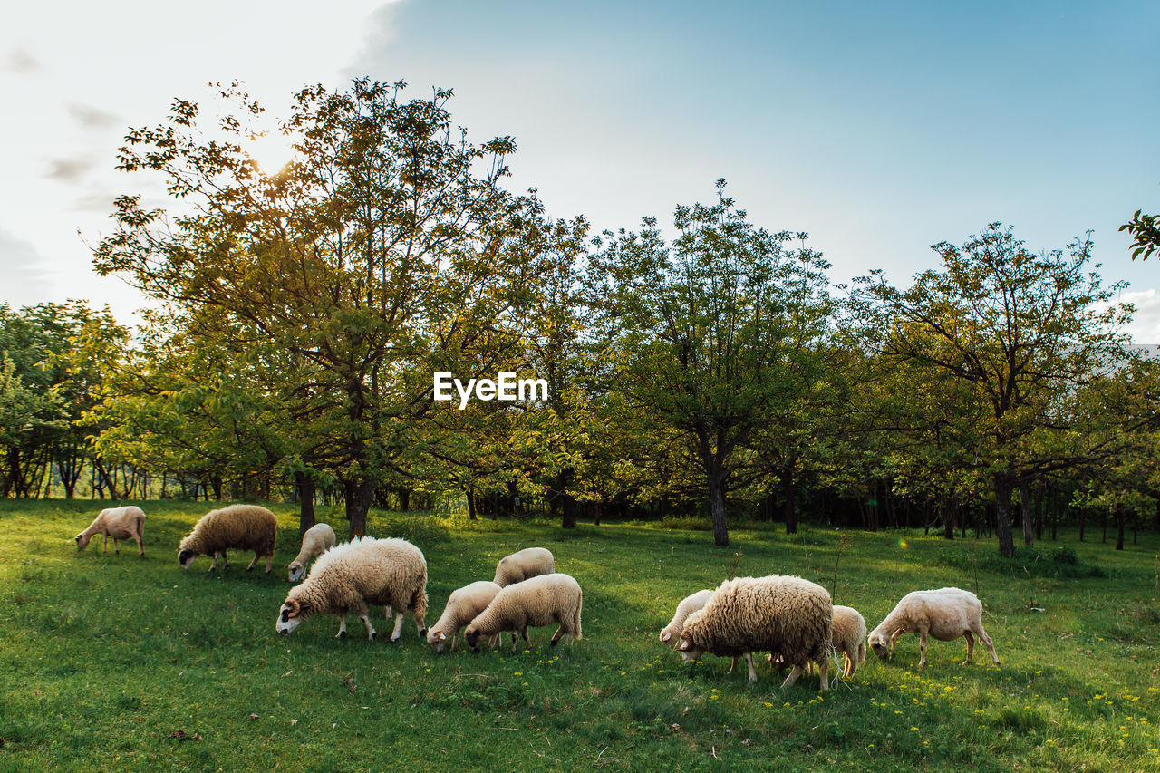 Sheep grazing in a field