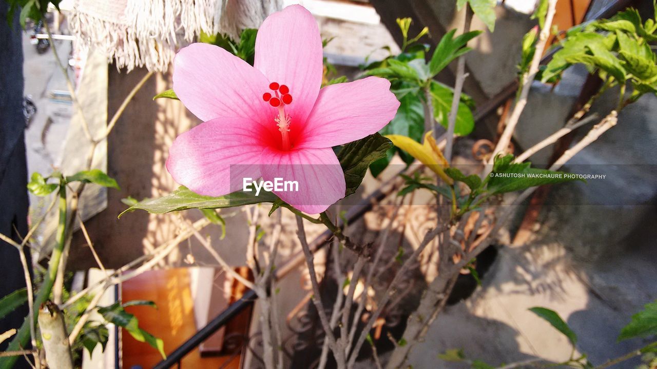 CLOSE-UP OF FRESH PINK FLOWER BLOOMING IN PLANT