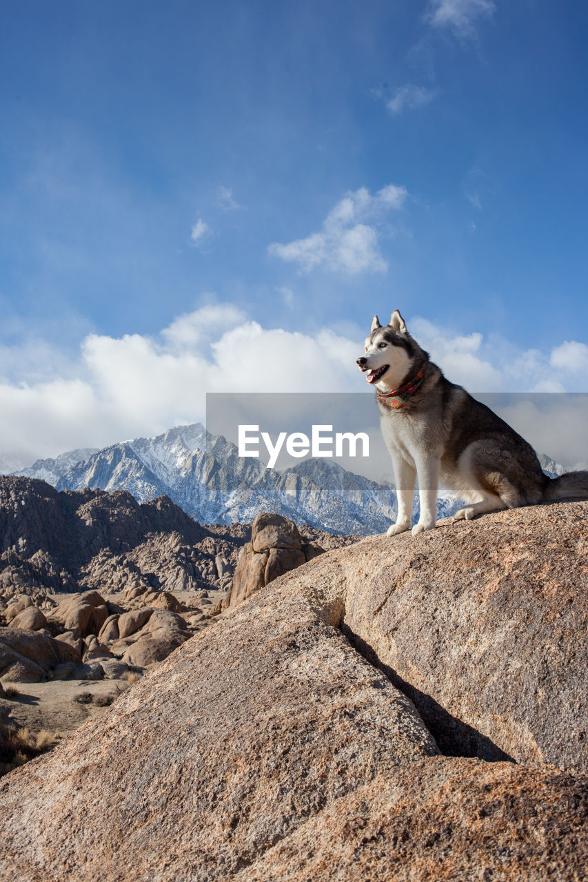 DOG STANDING ON ROCK AGAINST SKY