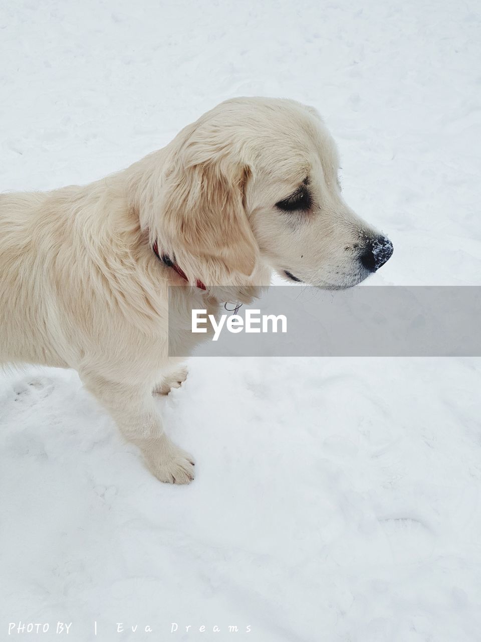 DOG STANDING ON SNOW