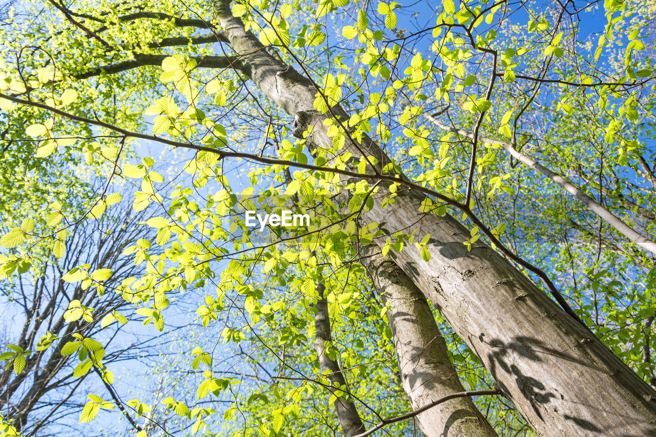 LOW ANGLE VIEW OF TREE IN FOREST AGAINST SKY