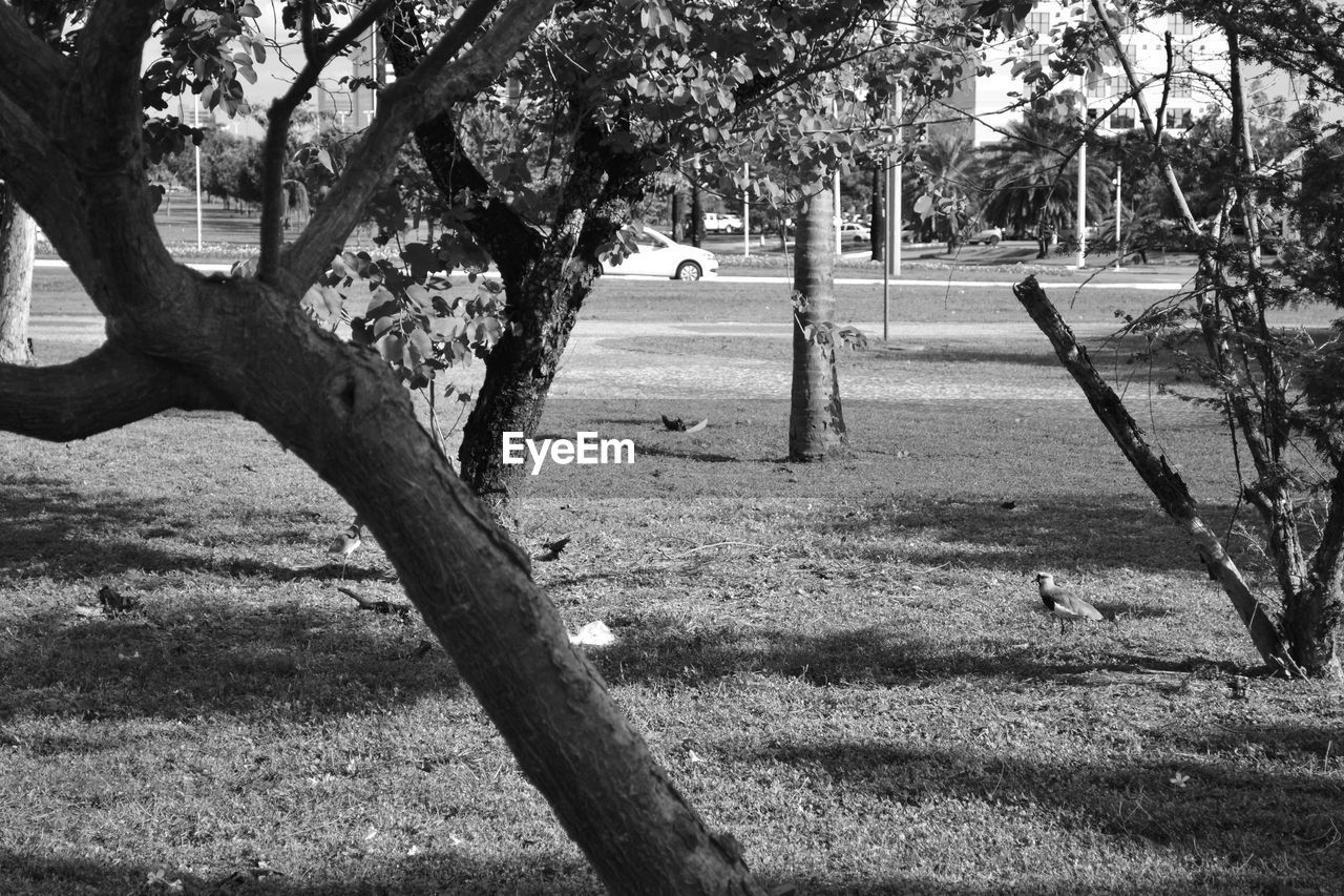 TREES ON GRASSY FIELD