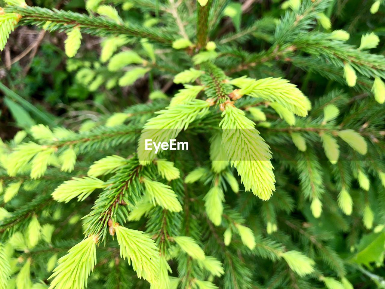 CLOSE-UP OF GREEN LEAVES ON TREE