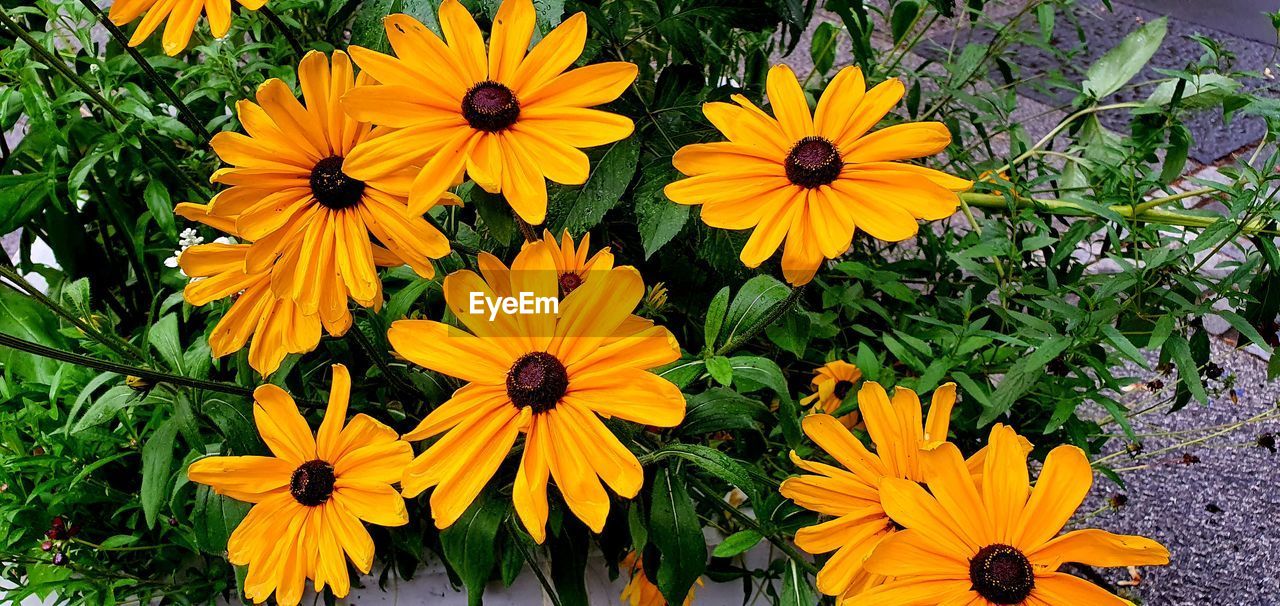 HIGH ANGLE VIEW OF YELLOW DAISY FLOWERS
