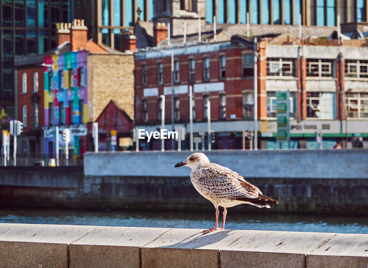 Seagull perching on a canal