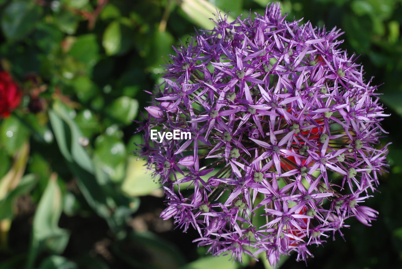 Close-up of purple flowering plant