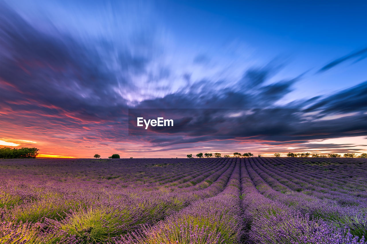 Flowers blooming against cloudy sky during sunset