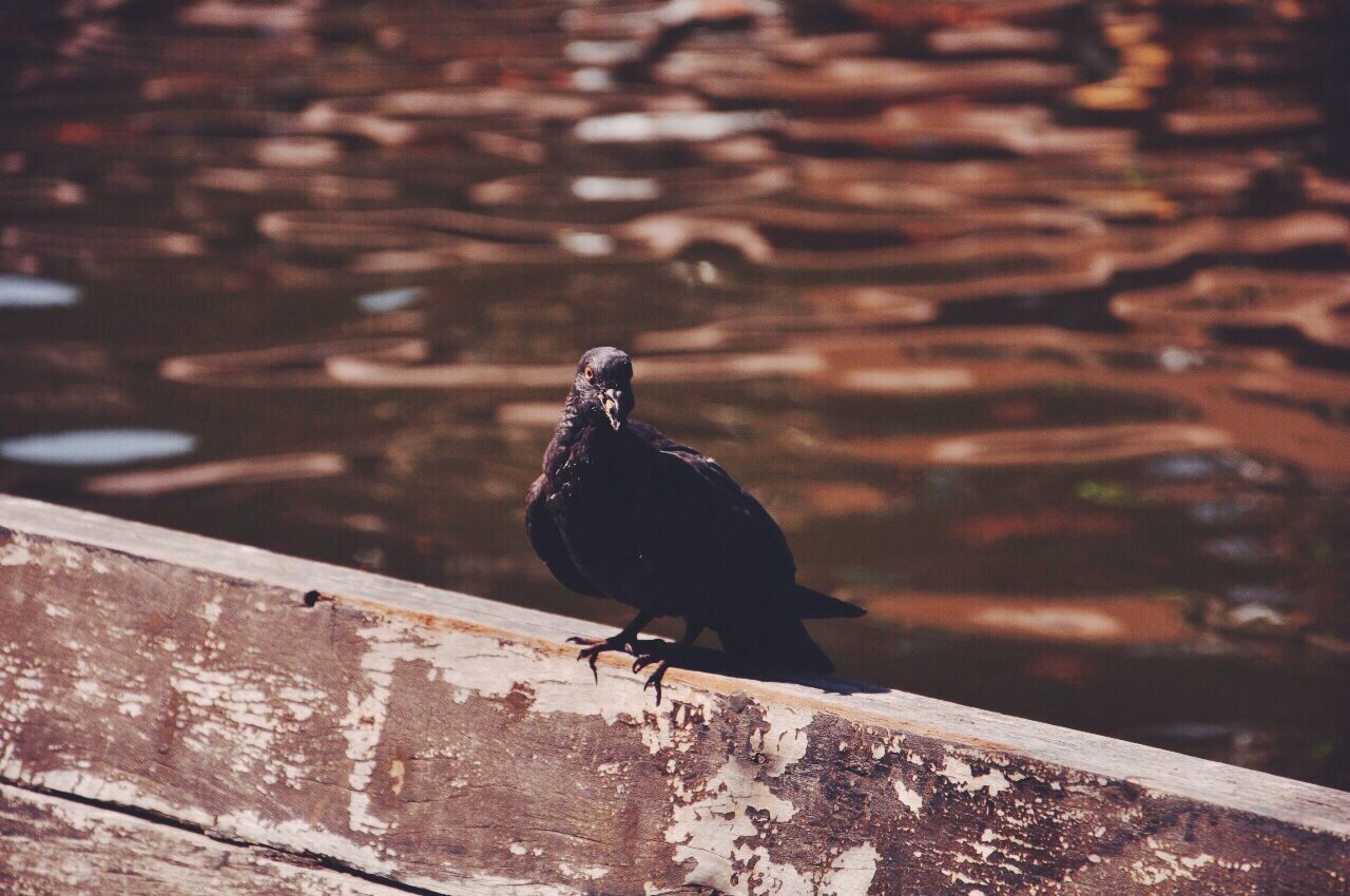 Close-up of pigeon perching on wooden railing against lake