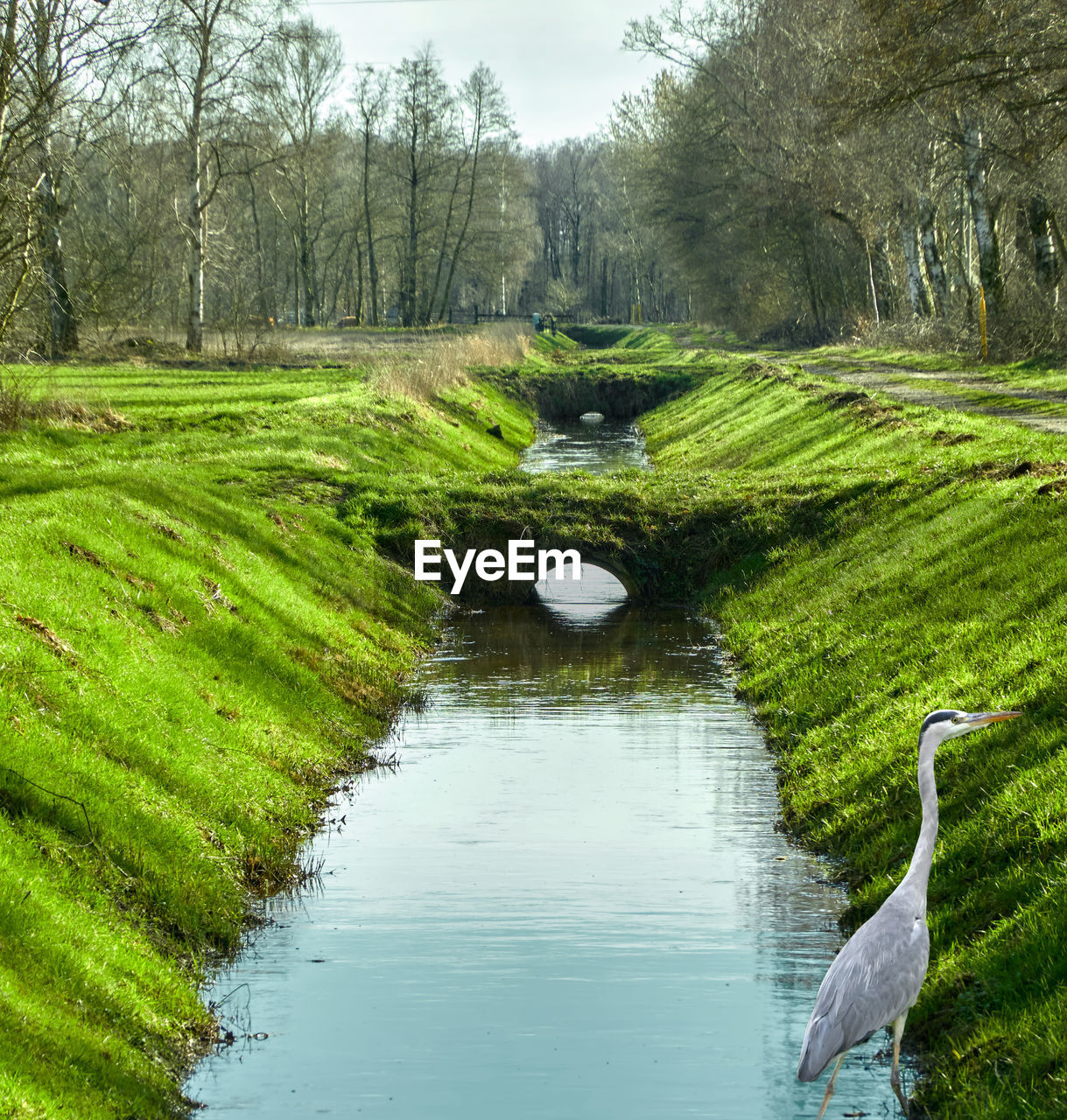 Drainage ditch to drain the bog area, with small footbridges, a grey heron and embankments 