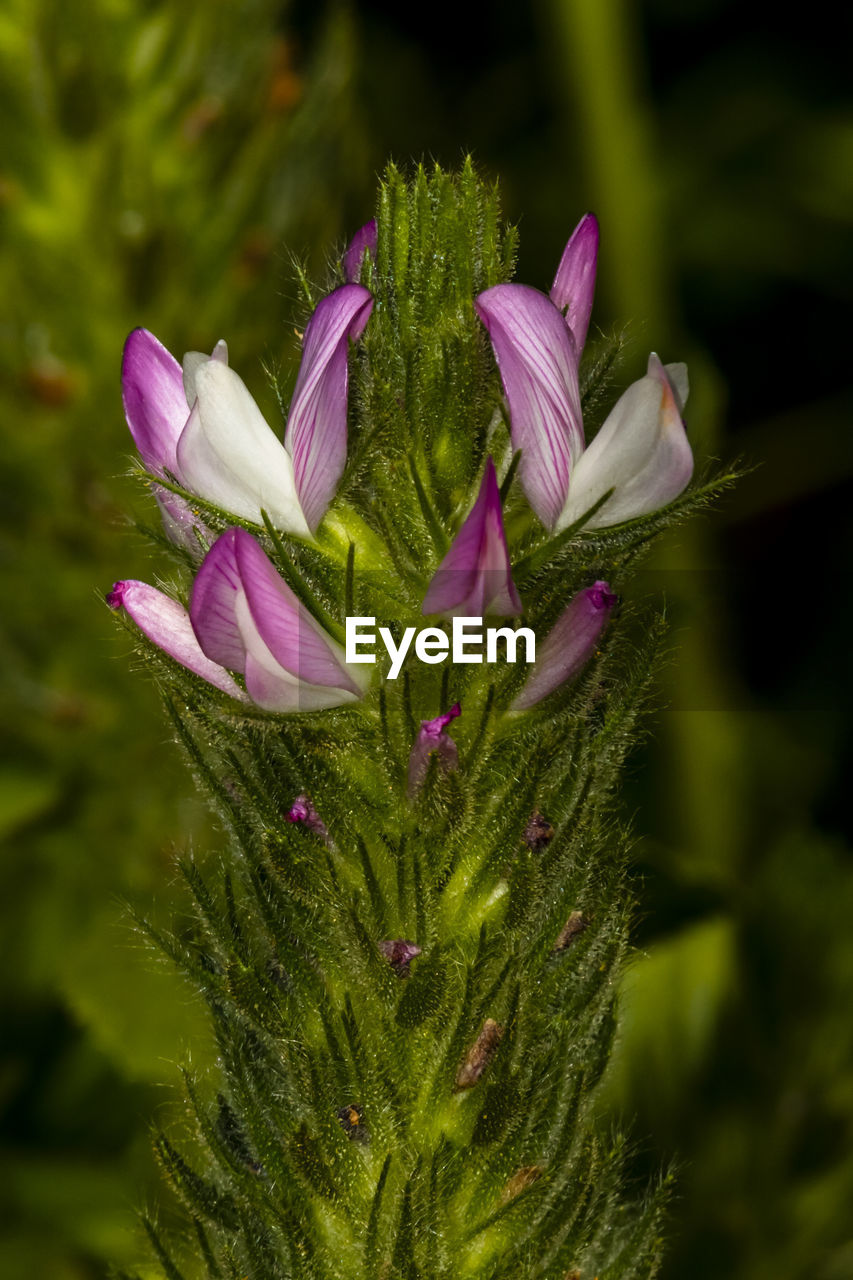 CLOSE-UP OF FRESH PINK FLOWER WITH PURPLE FLOWERS