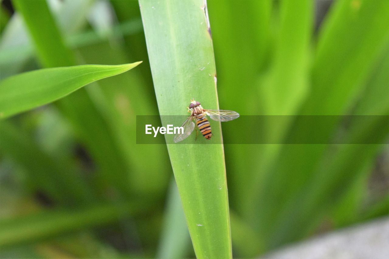 Close-up of insect on plant