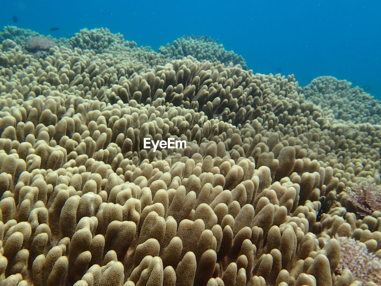 CLOSE-UP OF CORAL UNDERWATER