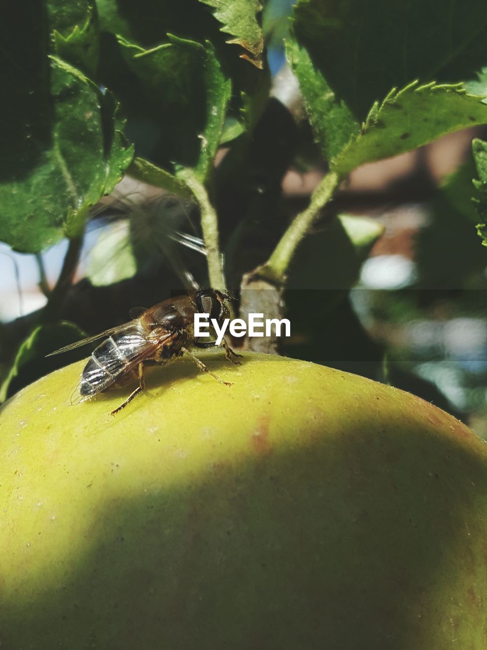 CLOSE-UP OF INSECT ON LEAF