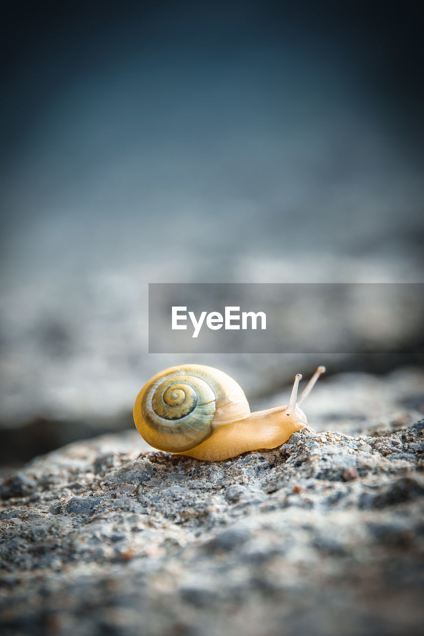 Close-up of snail on rock