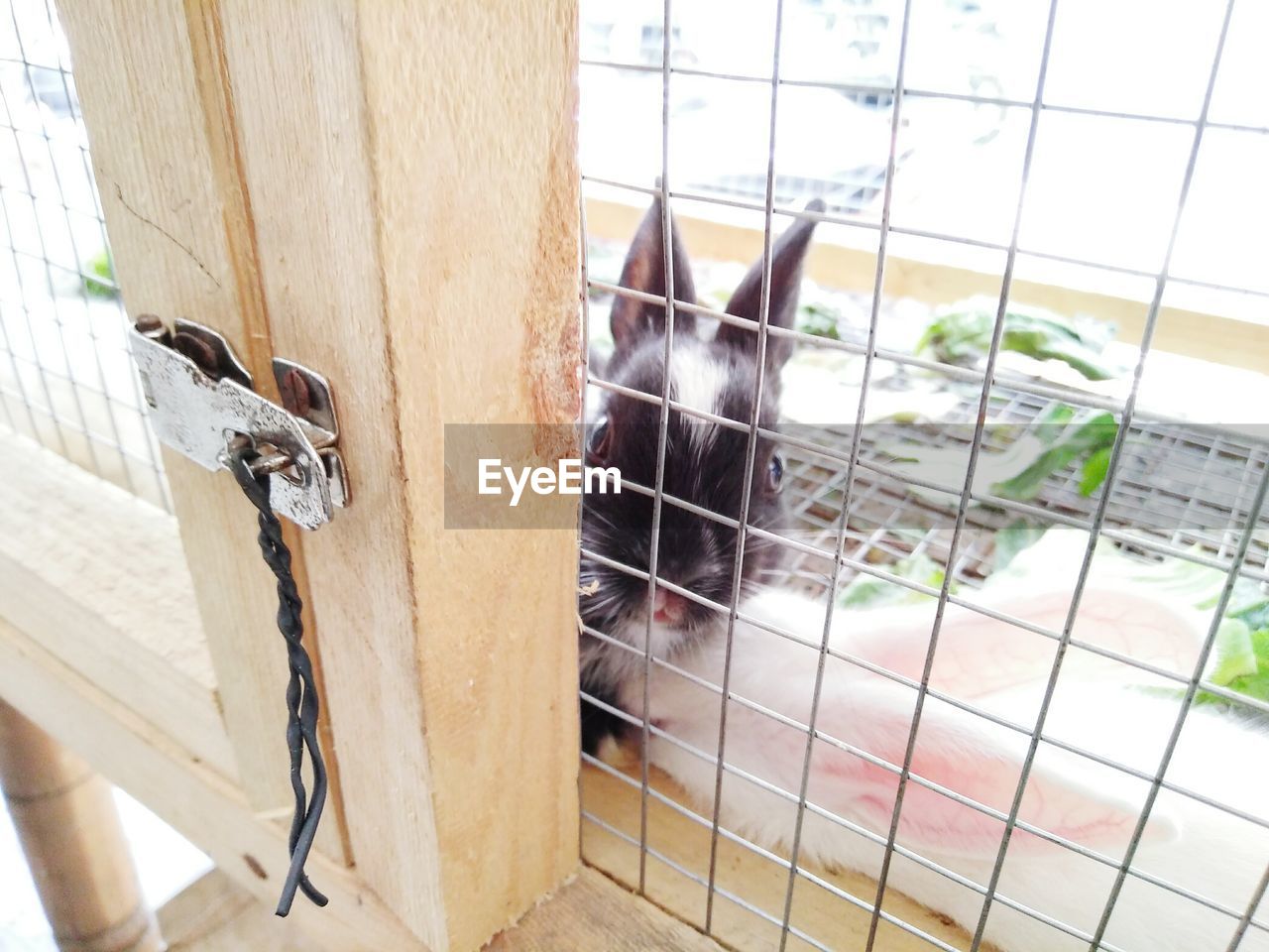 High angle view of rabbits in cage