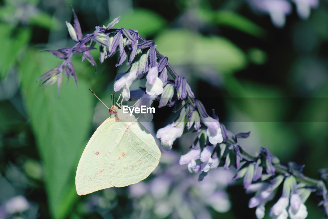 CLOSE-UP OF BUTTERFLY POLLINATING ON PURPLE FLOWERING PLANT