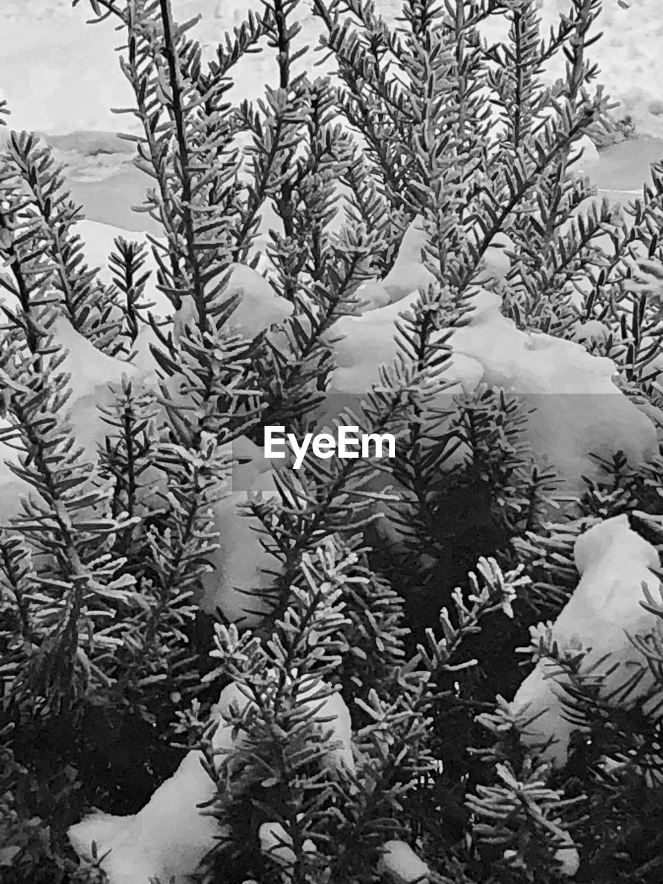 CLOSE-UP OF PINE TREE DURING WINTER