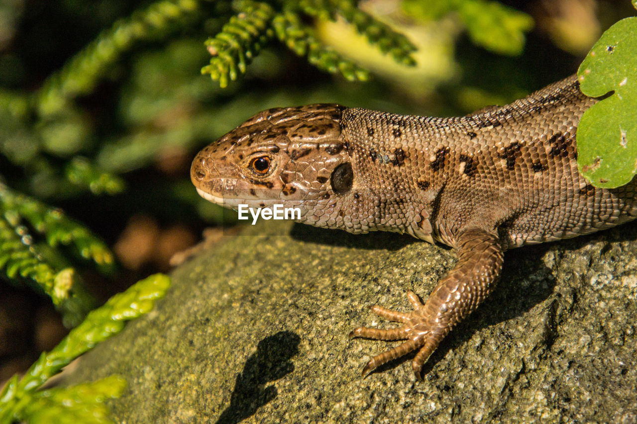 CLOSE-UP OF A LIZARD