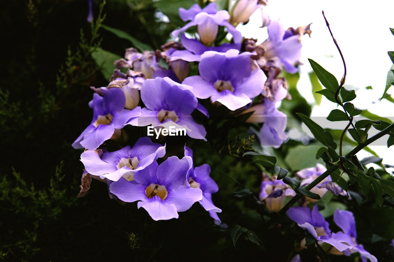 CLOSE-UP OF PURPLE BLUE FLOWERS