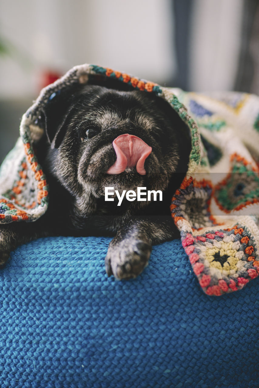 Close-up of a dog sleeping on bed