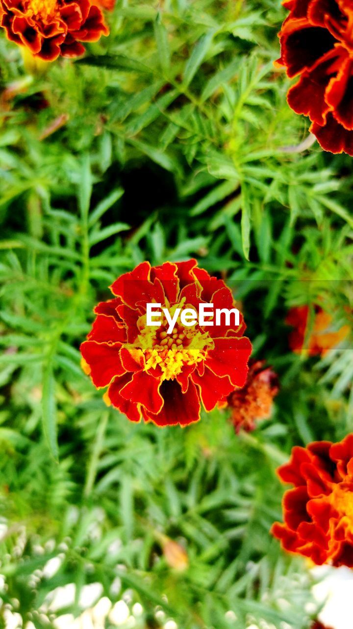 plant, flower, flowering plant, beauty in nature, freshness, growth, flower head, fragility, petal, nature, close-up, red, inflorescence, green, wildflower, no people, plant part, herb, day, leaf, outdoors, botany, meadow, poppy, orange color, focus on foreground, marigold, high angle view