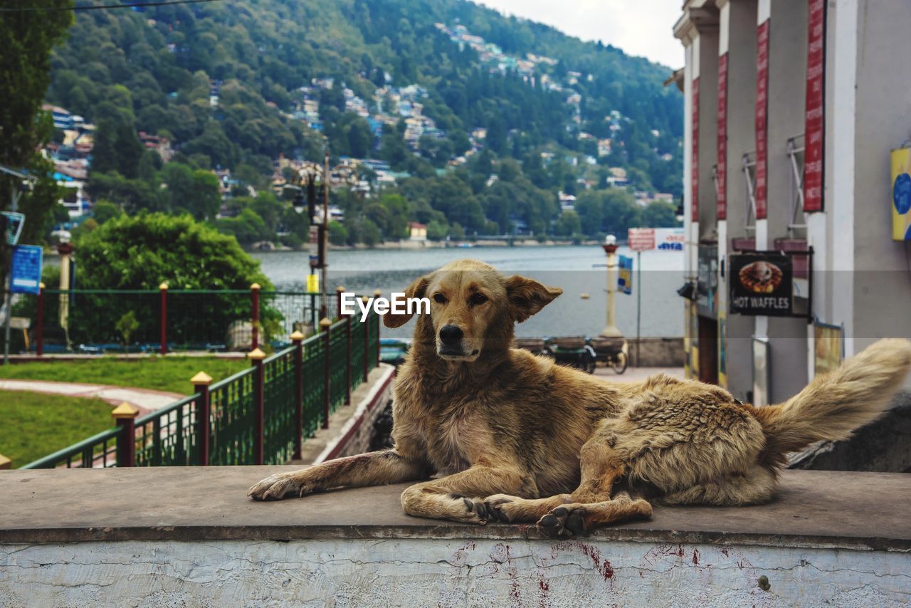 VIEW OF DOG RELAXING ON RAILING