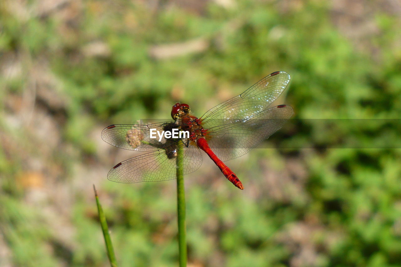 Close-up of dragonfly on leaf