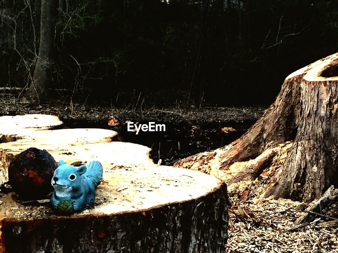 VIEW OF TREES IN FOREST