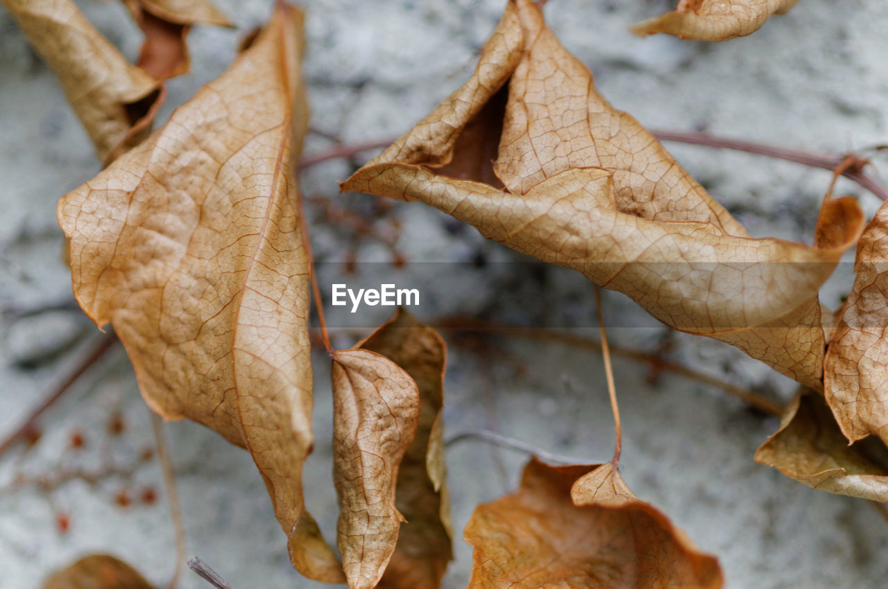 Close-up of dry maple leaf