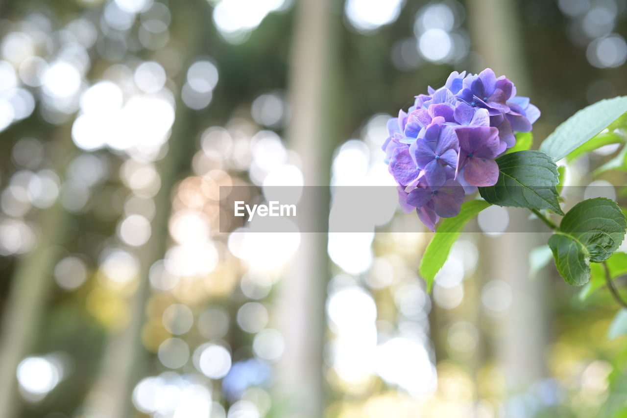 plant, flower, flowering plant, green, beauty in nature, blossom, nature, freshness, macro photography, branch, tree, springtime, growth, leaf, purple, fragility, sunlight, close-up, defocused, plant part, petal, outdoors, no people, flower head, lilac, inflorescence, selective focus, focus on foreground, spring, decoration, summer, day, environment