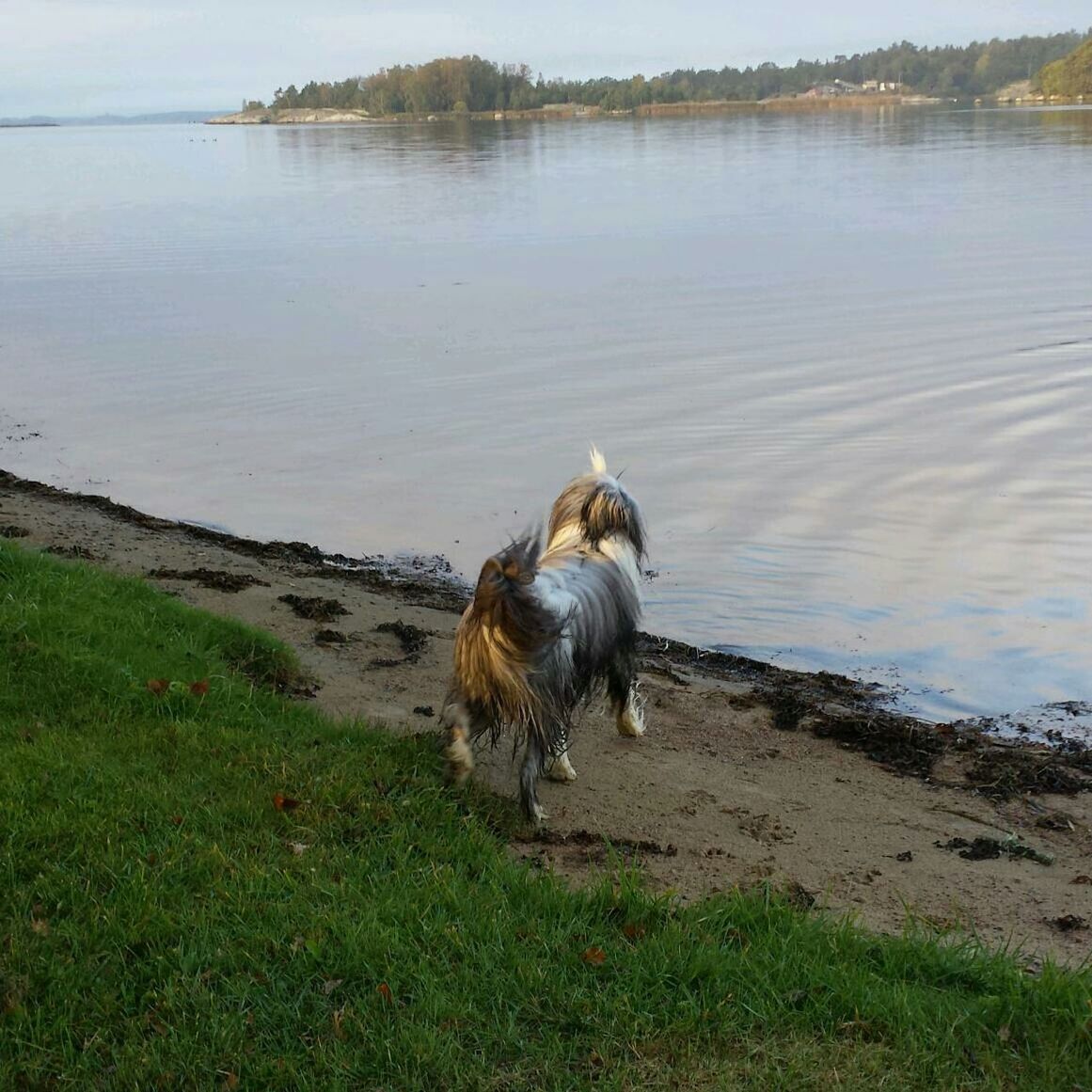 Rear view of dog standing near river