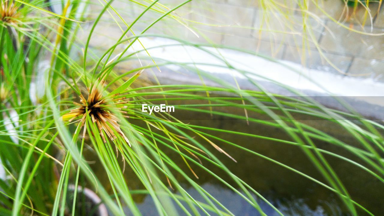 CLOSE-UP VIEW OF PLANTS