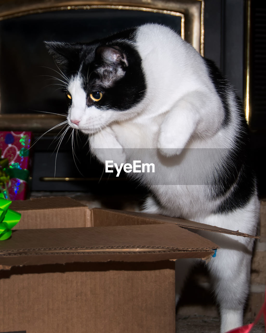 CLOSE-UP OF A CAT WITH EYES CLOSED