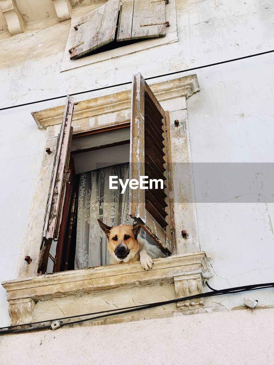 Portrait of dog peeking through window of building
