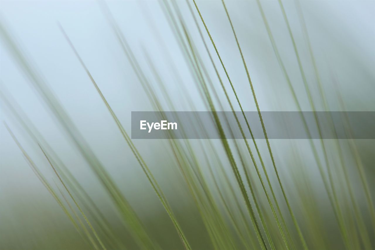 Close-up of grass leaf