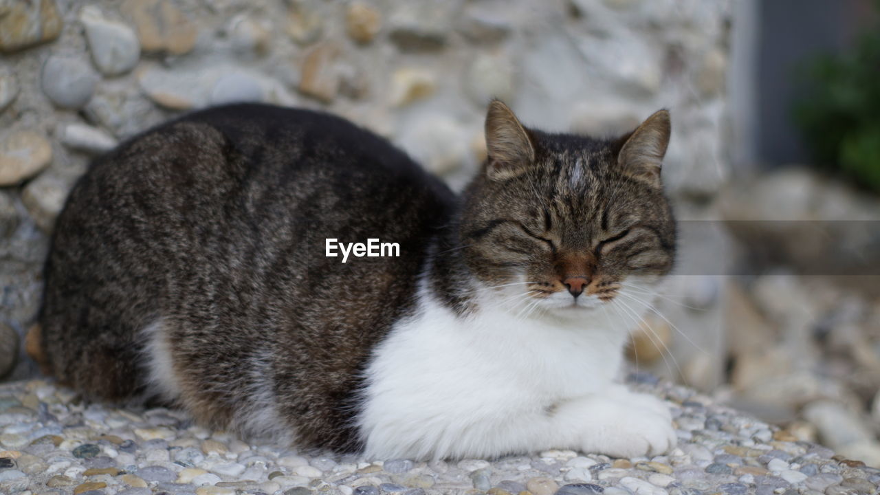 Close-up of a cat