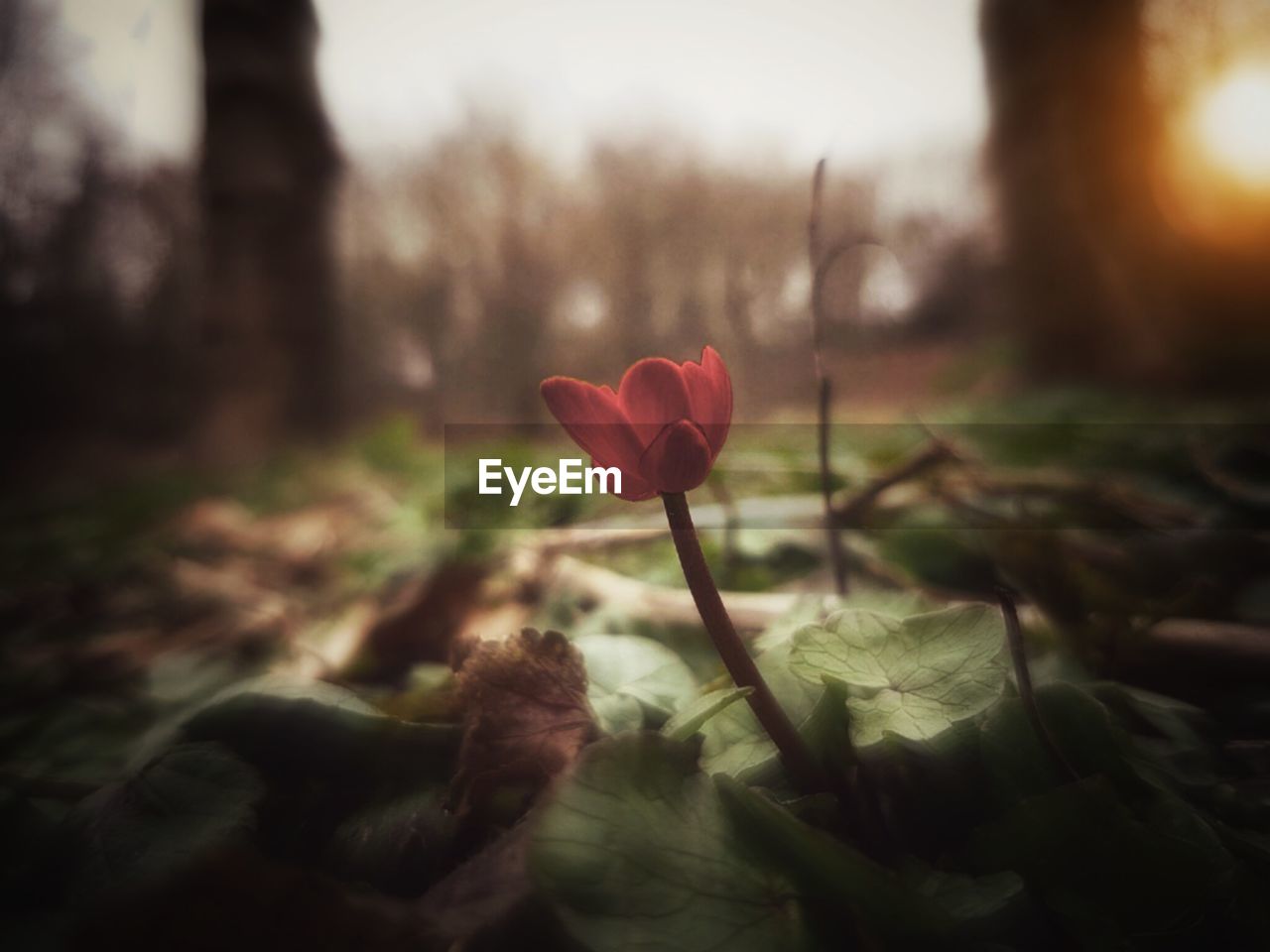 CLOSE-UP OF RED FLOWERS BLOOMING IN FIELD