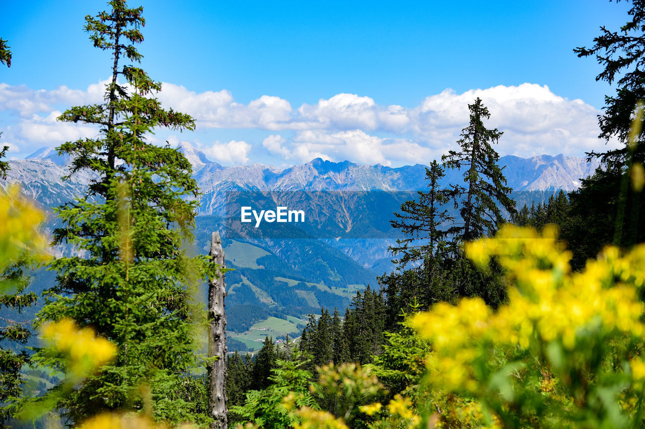 Scenic view of pine trees against sky