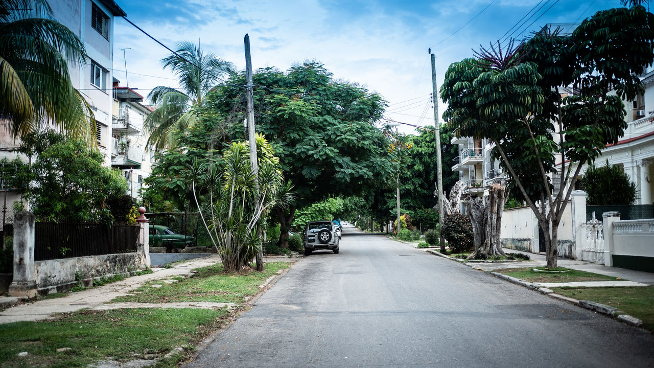 ROAD AMIDST TREES AND PLANTS IN CITY