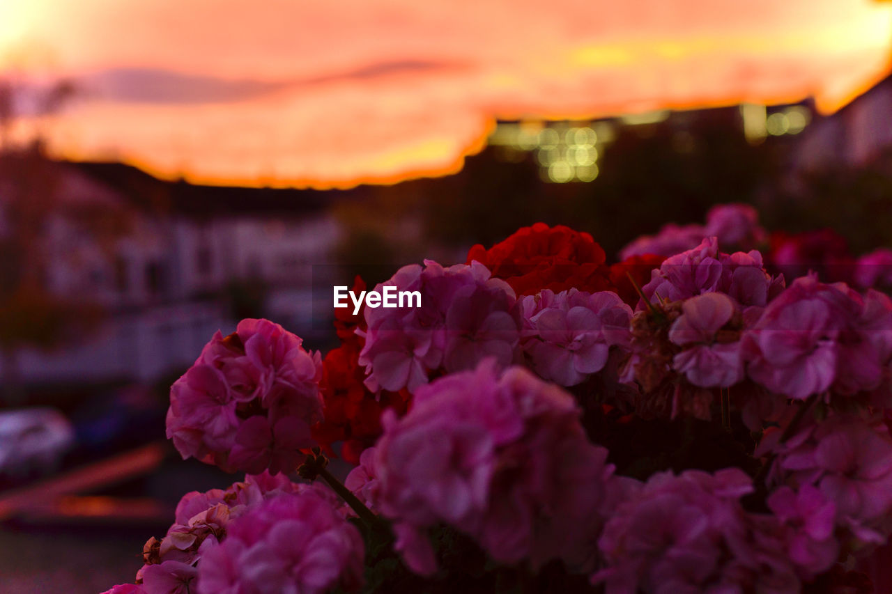 ...my balcony flowers still beautiful