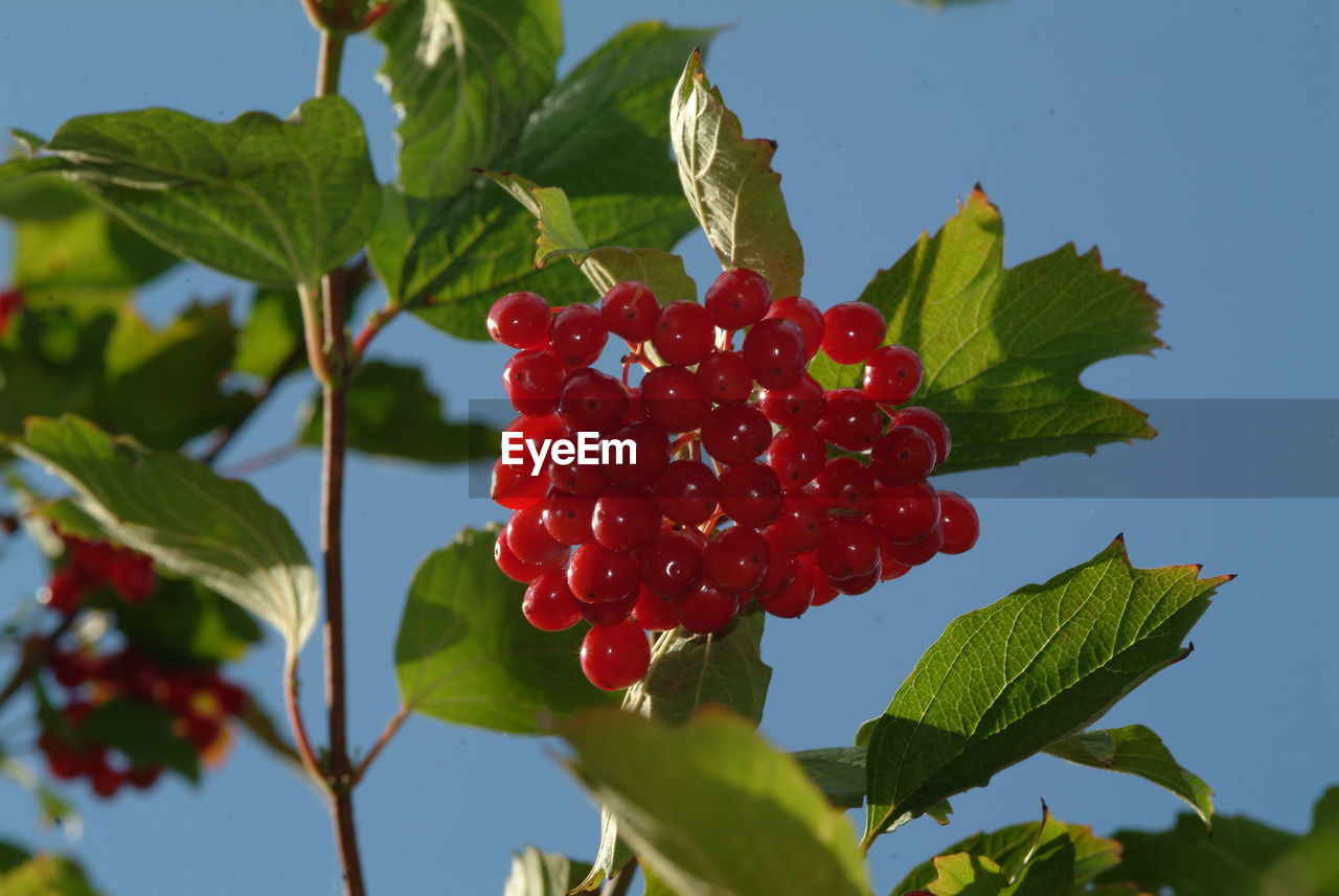 Close-up of red berries growing on tree